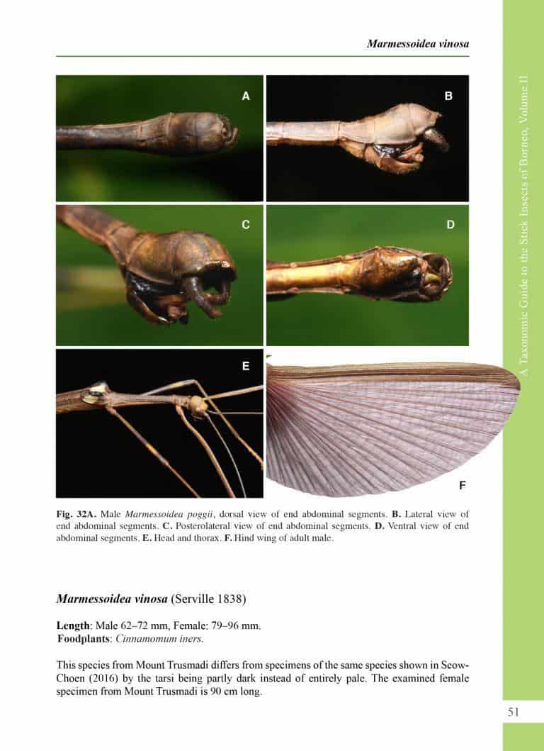 A Taxonomic Guide to the Stick Insects of Borneo Vol. 2 - Natural ...