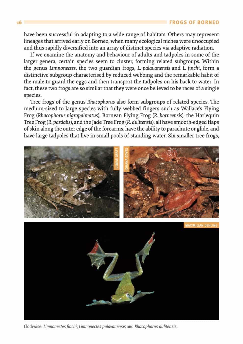 A Field Guide to the Frogs of Borneo (3rd Edition) - Natural History ...