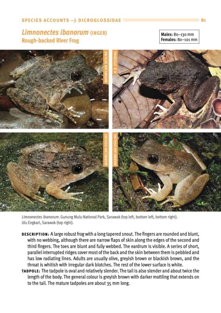 A Field Guide To The Frogs Of Borneo (3rd Edition) - Natural History ...