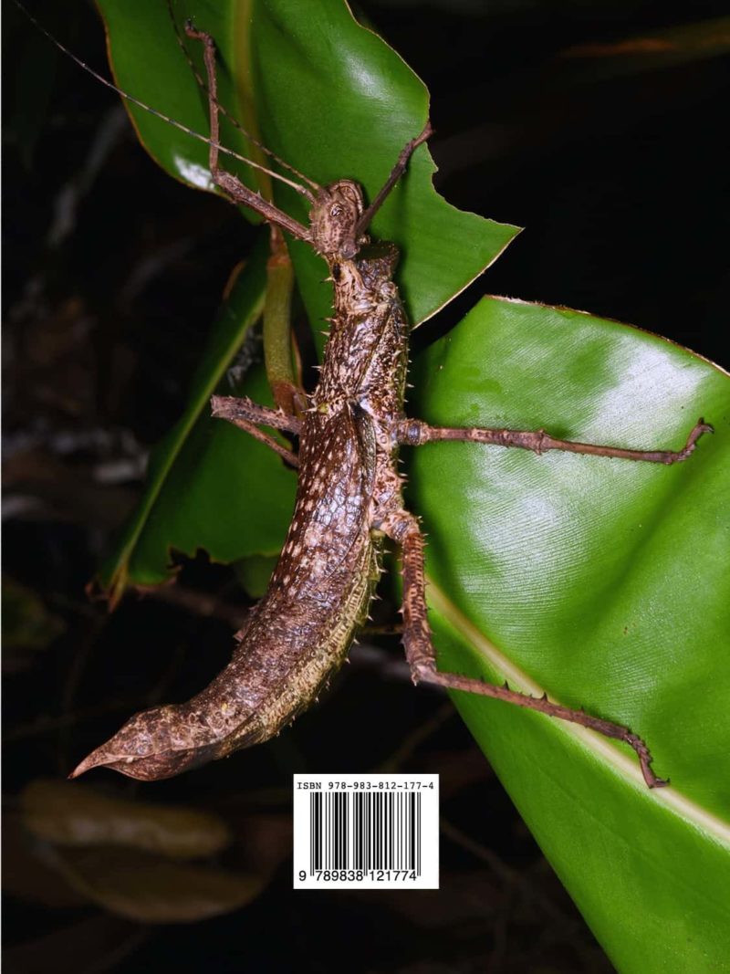 A Taxonomic Guide To The Stick Insects Of Singapore - Natural History ...